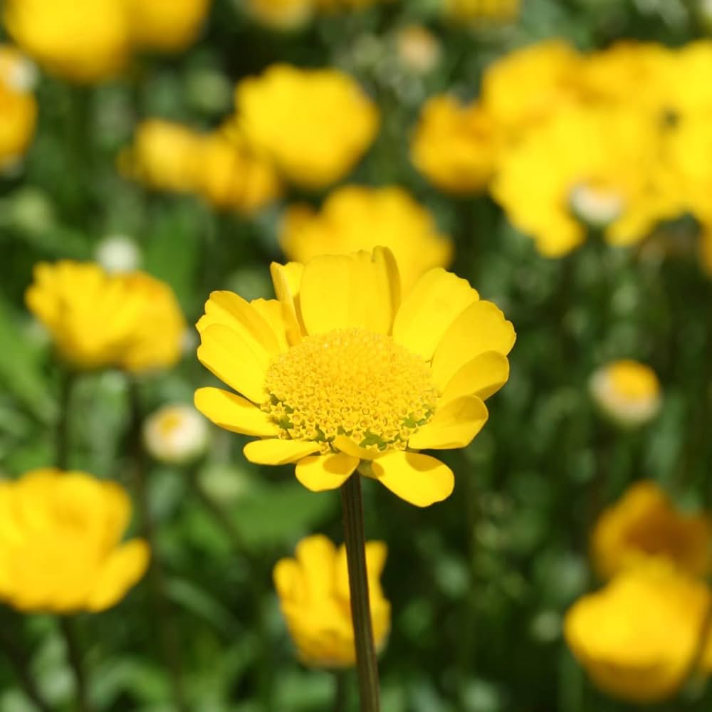 Chrysanthemum- Golden Yellow